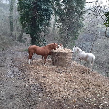 Agriturismo Antica Corte Montatteglia المظهر الخارجي الصورة