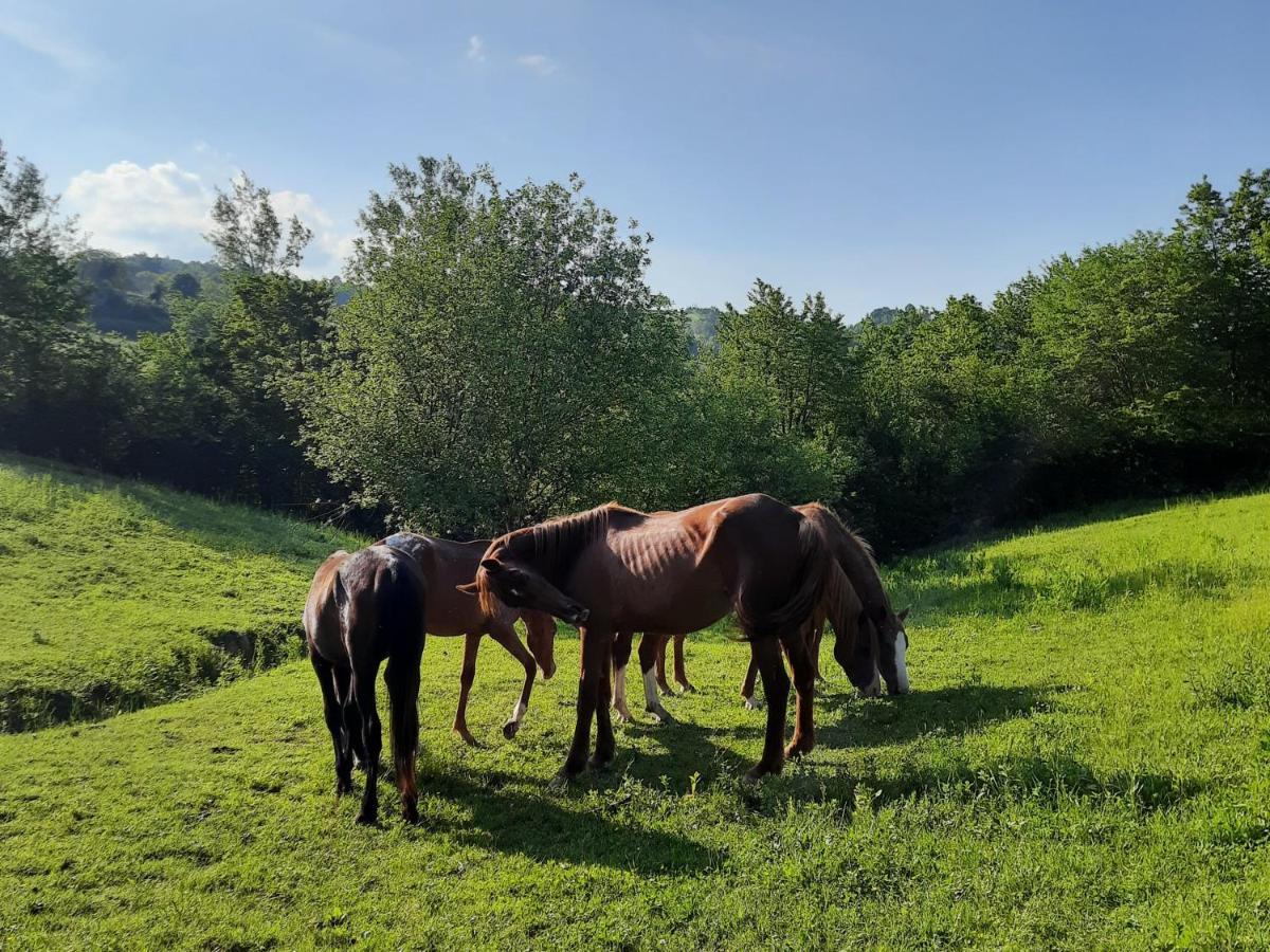Agriturismo Antica Corte Montatteglia المظهر الخارجي الصورة
